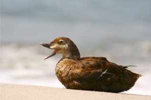 Female King Eider