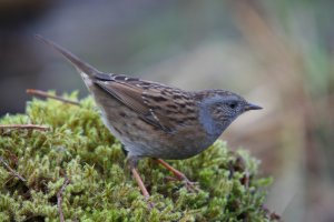 Dunnock