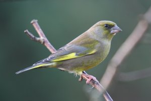 Greenfinch