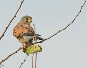 Kestrel with prey