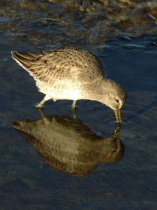 Baylands Dowitcher