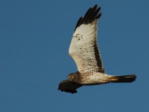 Northern Harrier