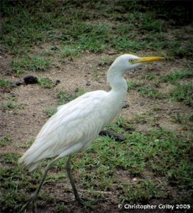 Cattle Egret