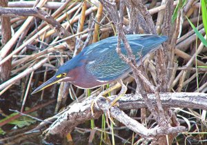 Green Heron