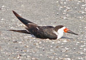 Black Skimmer