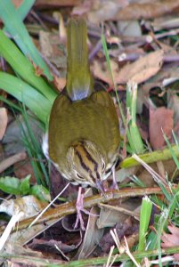 Ovenbird