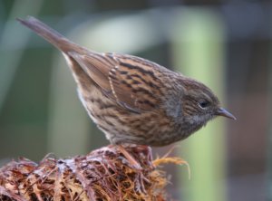 Dunnock