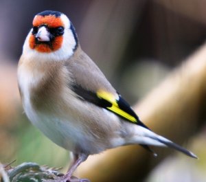 Goldfinch