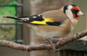 Goldfinch