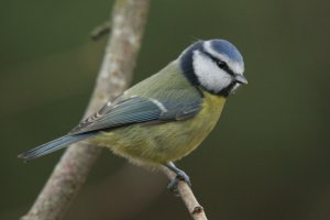 Blue tit