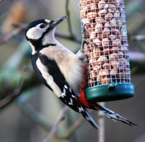 Great Spotted Woodpecker