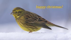 Yellowhammer