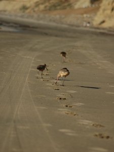 Godwits in the footprints