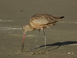 Marbled Godwit