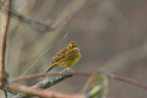 Yellowhammer