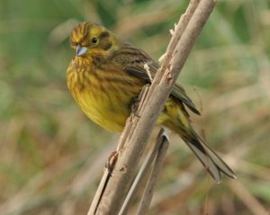 Yellowhammer