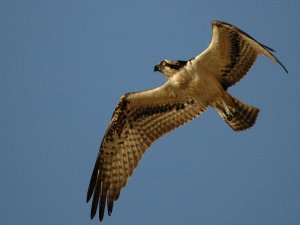 Osprey