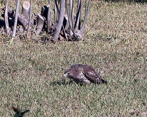 Red shouldered hawk