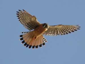 American Kestrel I