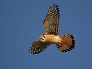 American Kestrel