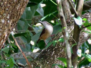 Ashy tailorbird
