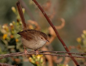 Graceful prinia