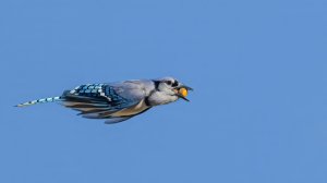 Blue Jay