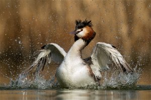 Great Crested Grebe