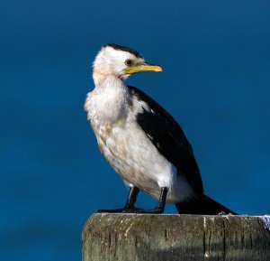 Little Shag