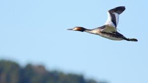 Great crested grebe