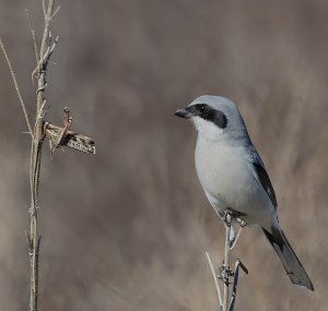Loggerhead Shrike