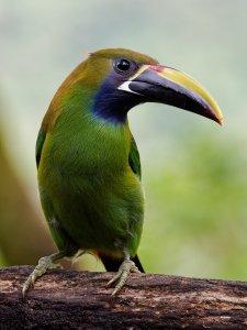 Northern Emerald Toucanet