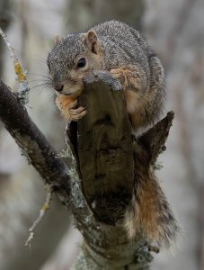 Texas Fox Squirrel