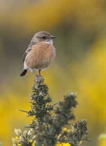Stonechat