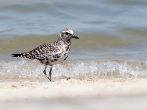 Black bellied plover