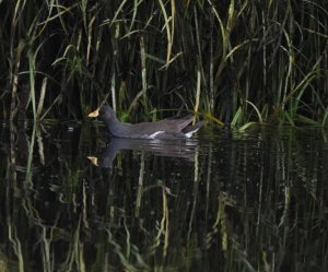 Lesser Moorhen