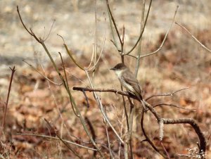 EasternPhoebe_03282025-topaz.JPG