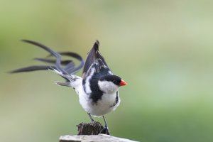 Pin-Tailed Whydah