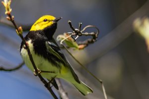 Black Throated Green Warbler