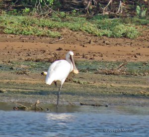 Eurasian Spoonbill