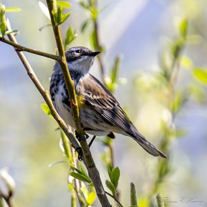 Myrtle Warbler