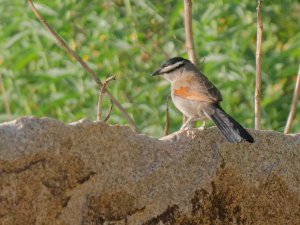 Black-crowned tchagra