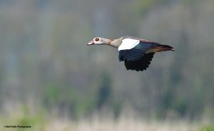 Egyptian Goose 9951.jpg