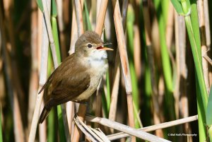 Reed Warbler 1243.jpg