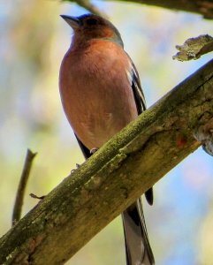 chaffinch - male