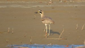 Great Thick-knee / Stone-curlew