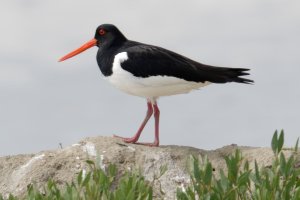 Eurasian Oystercatcher