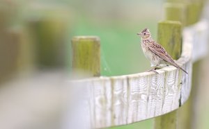 Skylark