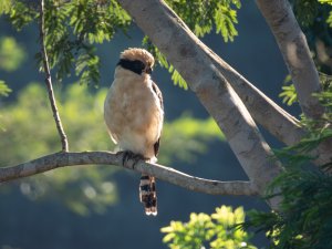 Laughing Falcon