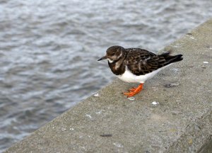 Friendly turnstone